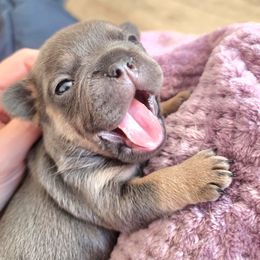 Mello JR - Tricolors French Bulldog puppy in Euless, Texas from Moki&Mello