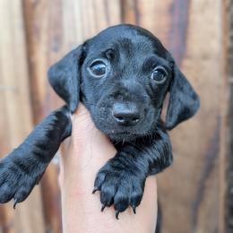 Green Boy - Black male Dachshund puppy in Chehalis, Washington from Hill Top Dachshunds