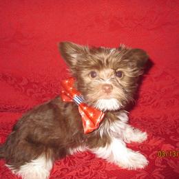Yorkshire Terrier puppies from Grandma's Yorkie Cottage