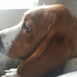 None - Basset Hound