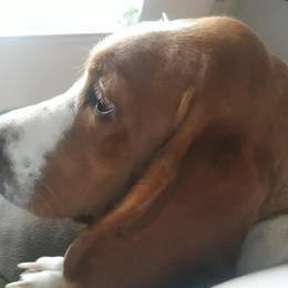 None - Basset Hound