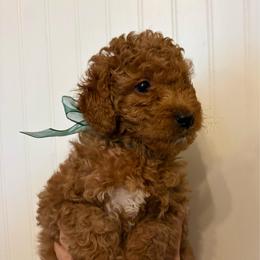 Squints - Red  male Goldendoodle puppy in Dayton, Tennessee from MK Goldendoodles