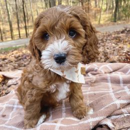 Cockapoo Puppies from Peach State Cockapoos