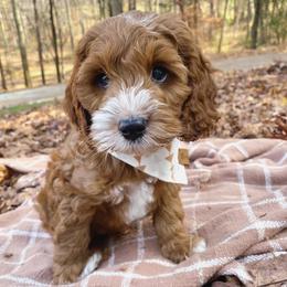 Cockapoo Puppies from Peach State Cockapoos