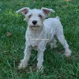 AKC Vashti - Parti female Miniature Schnauzer puppy in Greencastle, Indiana from Tiny Tushy Lodge