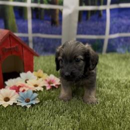 Shaded Cream Silky Wire Male - Cream male Dachshund puppy in Killeen, Texas from Southern Dachshunds