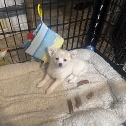 Angel - Cream female Pomeranian puppy in De Leon Springs, Florida from Legendary French Bulldogs
