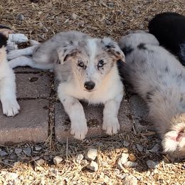 Border Collie Puppies from Bond Border Collies