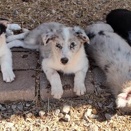 Border Collie Puppies from Bond Border Collies