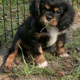 "Male “Berny” available now" Cavalier King Charles Spaniel Puppies from Animal Encore’s Cavalier King Charles Spaniels