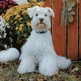Miniature Schnauzers from Mini Schnauzers of Choctaw Creek