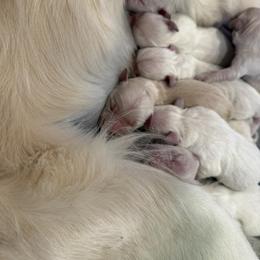 5th pick girl - Light golden female Golden Retriever puppy in Petaluma, California from Contango Goldens