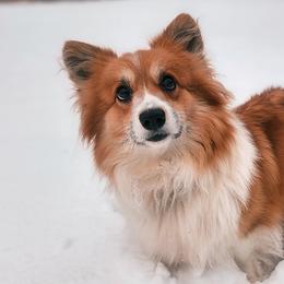 Cypress - Pembroke Welsh Corgi