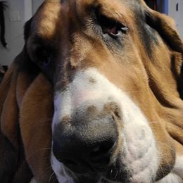 Basset Hounds from The Five More Wiggle Butts