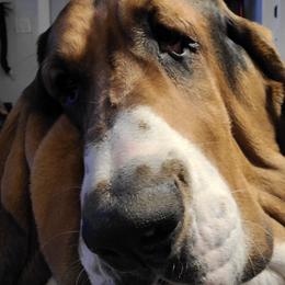 Basset Hounds from The Five More Wiggle Butts