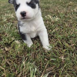 Valhalla - Black and white female Siberian Husky puppy in Bingham, Illinois from Siberian Instincts Kennel