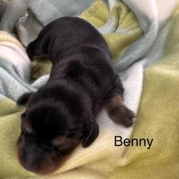 Benny - Black and tan male Dachshund puppy in Wallingford, Kentucky from Hensley Homestead Dachshunds