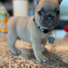 French Bulldogs from Glass House Frenchies