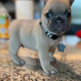 French Bulldogs from Glass House Frenchies