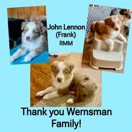 John Lennon(Frank) - Red merle male Australian Shepherd puppy in Mid West, Illinois from Water's Edge Aussies