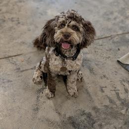 Cora - Cockapoo