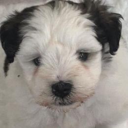Miniature Schnauzers from Blessed A Bit Kennels