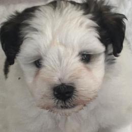 Miniature Schnauzers from Blessed A Bit Kennels