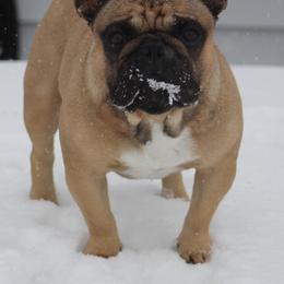 Bo Duke - French Bulldog
