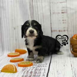 Socks - Black and cream male Dachshund puppy in Nashville, Arkansas from Cuddles n Curls