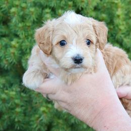 Cedar (green collar) - Apricot male Schnoodle puppy in Mouth Of Wilson, Virginia from HoneyBunn Doodle Co.