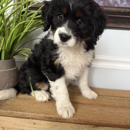 Indie - Tri-color female Bernedoodle puppy in Las Vegas, Nevada from Perfect Bernedoodles