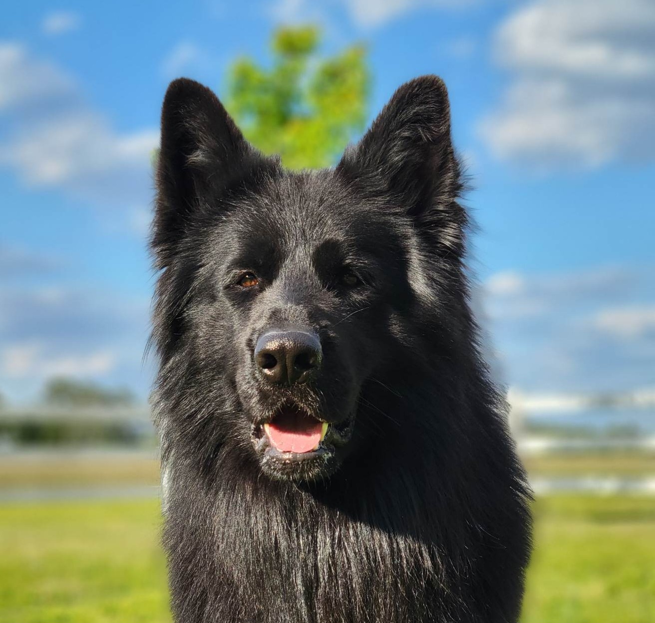 Forest - German Shepherd