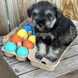Blacksilver - Black and silver male Miniature Schnauzer puppy in Garrison, Texas from RNH Schnauzers