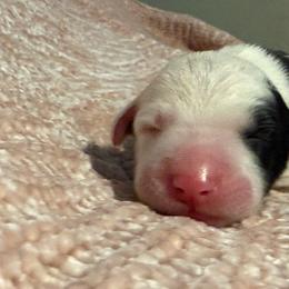 White - Gray and white female Old English Sheepdog puppy in Iowa from Midwest Puppy Paws