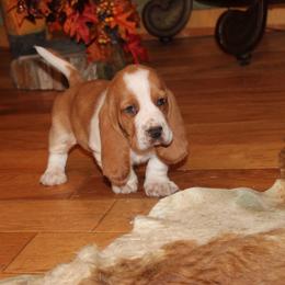 Teddy - Lemon and white male Basset Hound puppy in Missouri from Clevenger Farms