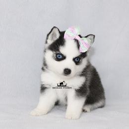 Cookie Blue Eyes - Black and white female Pomsky puppy in Stockton, Utah from Mischa Nelson
