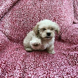 Shihpoo and Shih Tzu Puppies from Oodles of Poodles & Doodles