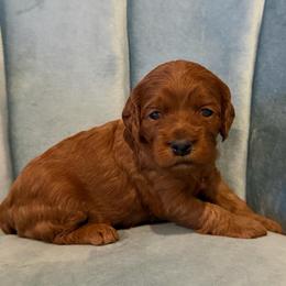 Pippi - Red female Cockapoo puppy in Fortuna, California from Dalton Poodles and Doodles