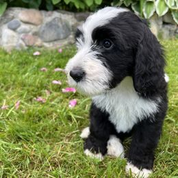 Linus - Orange Boy - Black and white Sheepadoodle puppy in Camillus, New York from Spy Haven LLC