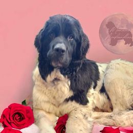 Violet - Newfoundland