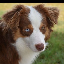 Raider - Toy Australian Shepherd