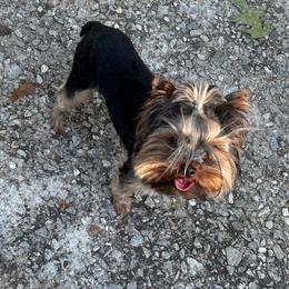 A.C.E. Man - Yorkshire Terrier