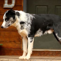 Spec - Border Collie