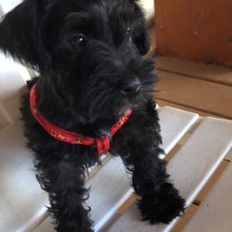 Miniature Schnauzer Puppies from Circle R Ranch