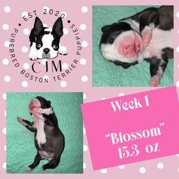 Blossom - Black brindle and white female Boston Terrier puppy in Jupiter, Florida from CJM Boston and Boxer Puppies