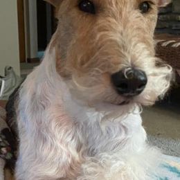 Wire Fox Terriers from Michelle's Wire Fox Terriers