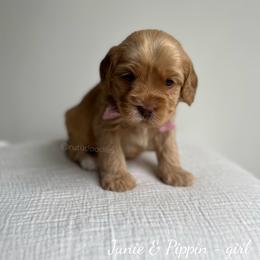 Pebble - Caramel female Australian Labradoodle puppy in Belding, Michigan from Rutu Australian Labradoodles
