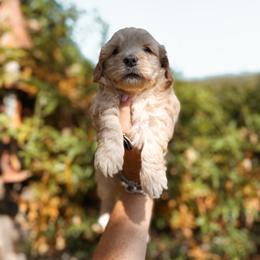 Jam - Yellow and white female Bernedoodle puppy in Shingle Springs, California from Kindred Oak Goldendoodles