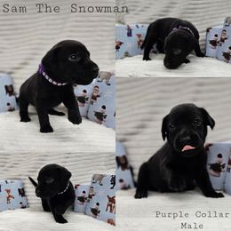 Sam the Snowman - Black male Labrador Retriever puppy in Boyd, Minnesota from Lindley Labradors
