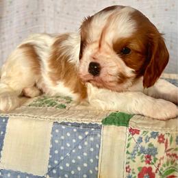 Tucker - Blenheim male Cavalier King Charles Spaniel puppy in Columbus, Mississippi from Rocky Road Kennel